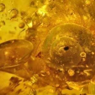 Encuentran un caracol de 99 millones de años conservado en ámbar