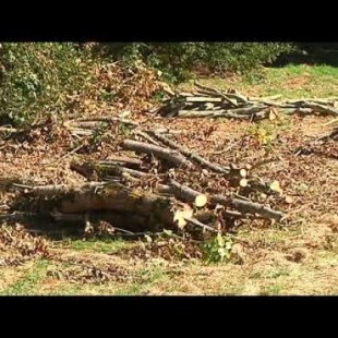 Denuncian la tala de árboles centenarios sin justificación en la Ribeira Sacra