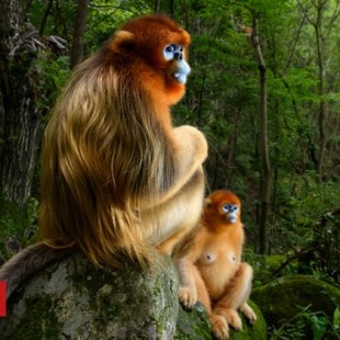 Una fotografía de dos monos gana el premio a la imagen del año de vida salvaje [ENG]