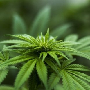 Podemos prepara una ley para la regulación integral del cannabis siguiendo el modelo de Canadá