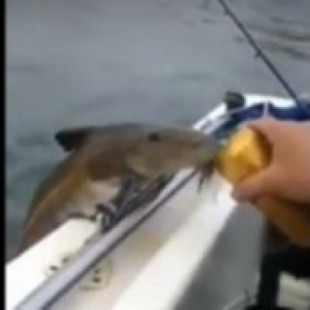 ¡Mirá cómo chupa!, la reacción de unos pescadores tras darle cerveza a un bagre