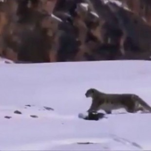 Vuelo mortal de un Leopardo de las nieves