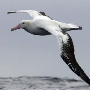 Albatros para espiar la pesca ilegal (ENG)