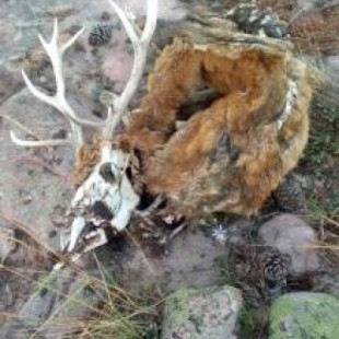 Mortalidad excepcionalmente alta de ciervos en la Serranía de Cuenca con tasas que superan el 70% en algunas zonas