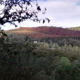 La fumigación de los pinares con óxido cuproso supondrá el exterminio de montes y ríos