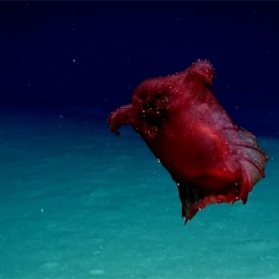 Cámara submarina logra captar criatura marina apodada "el monstruo del pollo sin cabeza" (ING)
