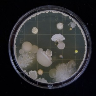 Bacterias contra virus: una guerra milenaria con un final inesperado
