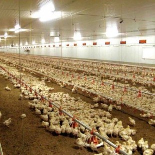 Gran paso adelante en la lucha por la prohibición del uso preventivo de antibióticos en la alimentación animal