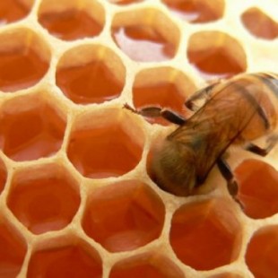 Los productores de miel dan la voz de alarma ante un panorama “desolador”