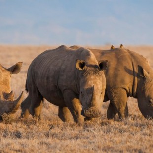 China legaliza el uso de cuernos de rinoceronte y huesos de tigre con fines medicinales [ENG]