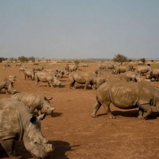 Una mirada a la mayor ganadería de rinocerontes del mundo [ENG]