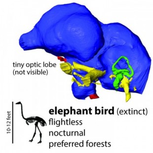 Las aves gigantes no voladoras eran nocturnas y posiblemente ciegas (ENG)