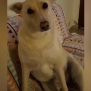 El video viral con la curiosa reacción de un perro ante las preguntas de su dueño