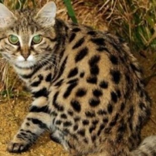 Este pequeño gatito es el más letal del mundo... y está en peligro de extinción