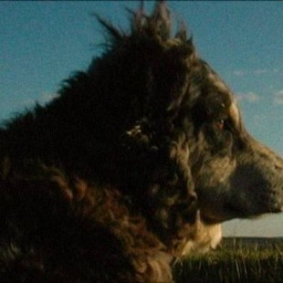 El perro pastor carea leonés ya tiene protección genealógica