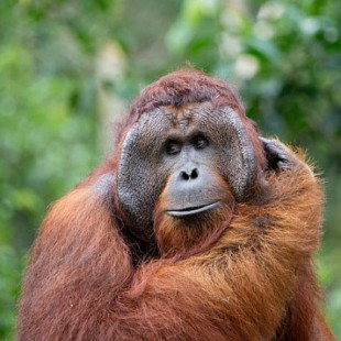 Los orangutanes son capaces de fabricar herramientas para comer [ING]
