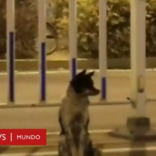 La tierna historia del perro que lleva más de 80 días en la misma carretera en la que murió su dueña
