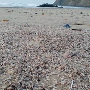 Millones de crustáceos cubren la playa de Xagó en Asturias