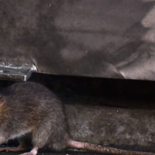Limpió una provincia entera de ratas y ahora lo buscan desde Irlanda hasta Nueva Zelanda