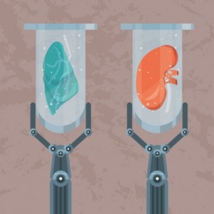 Científicos israelíes desarrollan órganos para trasplantes que no serán rechazados -ENG-