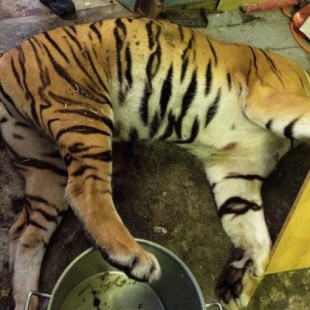Descubren una espeluznante granja y matadero de tigres en Europa