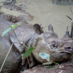 Consiguen filmar al rinoceronte más raro del mundo en libertad