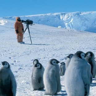 Un equipo de BBC Earth interviene por primera vez para salvar a una colonia de pingüinos