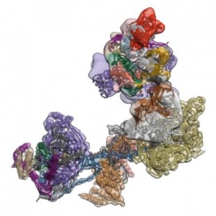 La microscopía de imagen congelada capta el bloqueo y la carga de una molécula en el ADN (ING)