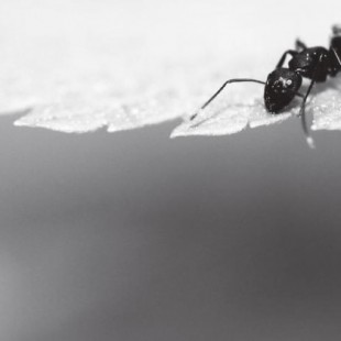 Guerra mundial H: Las hormigas del Paraná que invaden el planeta en silencio