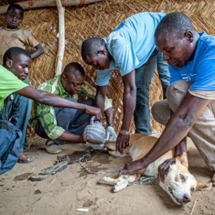 Cerca de la erradicación en humanos, el gusano de Guinea encuentra nueva víctima: Los perros