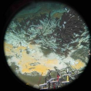 Microbios de aguas profundas engullen gases de efecto invernadero y quizás también derrames de petróleo (ENG)