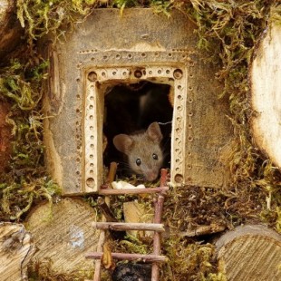 Descubre a una familia de ratones en su jardín y les construye un pueblecito en miniatura