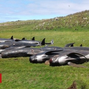 Encuentran 50 ballenas muertas más en Nueva Zelanda [ENG]