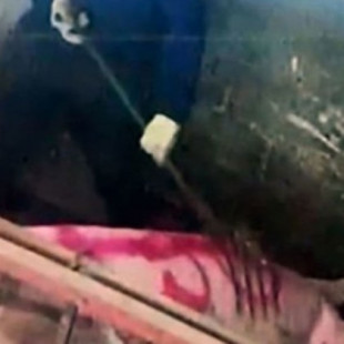 Trabajadores de una granja, procesados por maltrato animal después de haber sido grabados apuñalando cerdos
