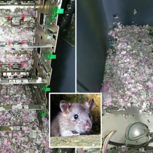 ¿El dinero es tóxico? Rata entra a cajero automático, devora 1.2 millones de rupias y muere