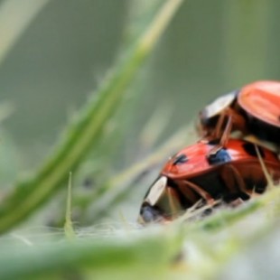 El escarabajo verde - El apocalipsis de los insectos