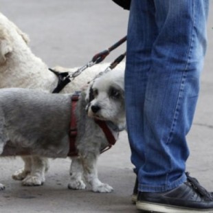 Un municipio de Málaga obliga a limpiar los restos de orina de las mascotas en la calle