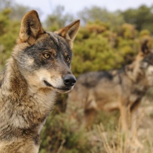 Batidas de lobo clandestinas e ilegales en el Parque Nacional Picos de Europa