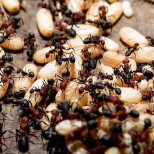 Las colonias de hormigas retienen recuerdos que duran más que la vida de los propios individuos de la colonia (ENG)