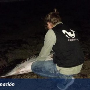 Un delfín sin vida en la playa de la Urbanización de Roquetas de Mar con heridas y un nombre grabado