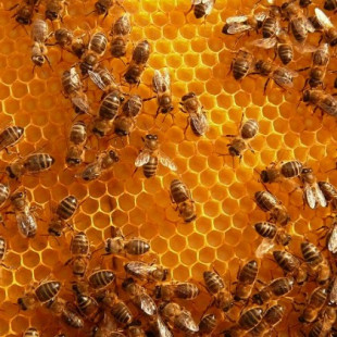 Un nuevo método detecta la adulteración de la miel de manera rápida y sencilla