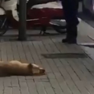 El dueño de la perra 'Sota' niega la versión policial y dice que el animal no mordió al agente
