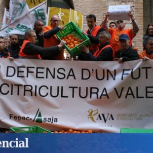 Rebelión en el campo valenciano contra la naranja de Sudáfrica: "Nos está arruinando"