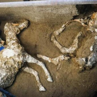 Hallan en Pompeya los restos de un caballo petrificado que pertenecía a un importante militar