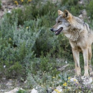 El lobo ibérico se recupera y alcanza las 297 manadas, según el último censo