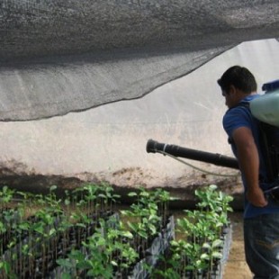 El Gobierno de Rajoy plagió un informe de una industria química para autorizar un pesticida