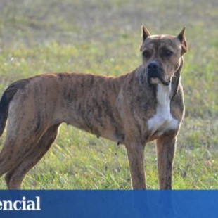 Justicia: La verdadera historia del perro que será sacrificado por morder a un ladrón rumano