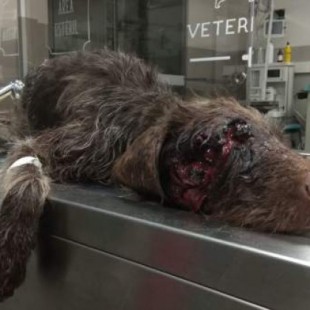 Salvan a un perro que fue tiroteado en la cabeza y abandonado en Galicia
