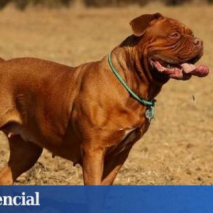Hospitalizan a una mujer en Guadalajara tras ser atacada por tres perros de raza peligrosa