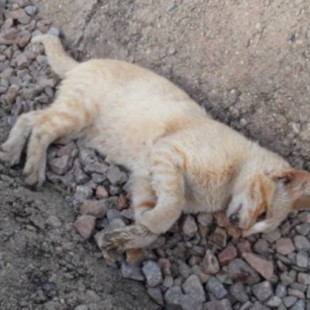 Otro caso de envenenamiento de gatos en Nochebuena enerva a las protectoras de animales almerienses